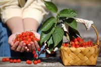 5月18日至6月16日，&ldquo;櫻桃之約&rdquo;邀你共赴！